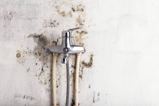 Best Industrial Mold Remediation in Berwyn, IL