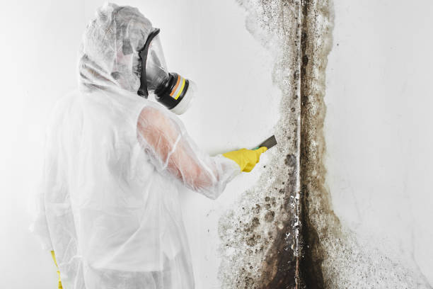 Berwyn, IL Mold Remediation Company