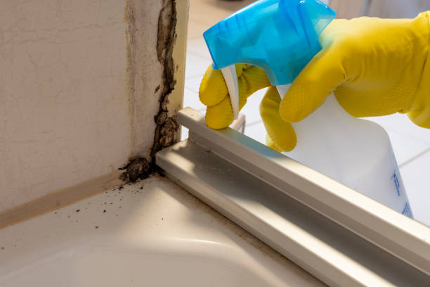 Best Black Mold Remediation in Berwyn, IL
