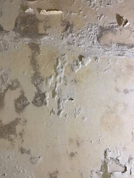 Best Industrial Mold Remediation in Berwyn, IL