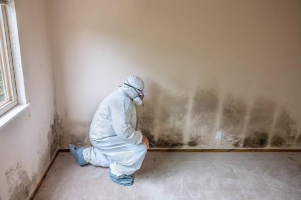 Best White Mold Remediation in Berwyn, IL